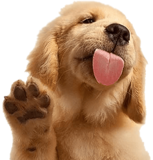 footer puppy