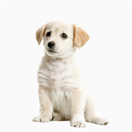 Photo: Puppy Jennifer