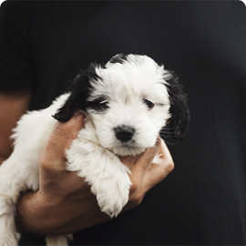 Photo: Dog Sophia