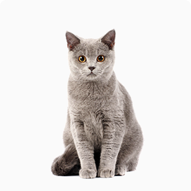 Photo: Cat Timmy