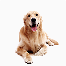 Photo: Dog Woody